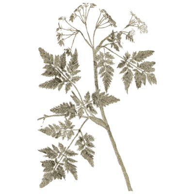 Umbellifer with feathery leaves - A Curious Herbal - 1737