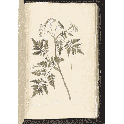 Fern-leaved umbel herb - A Curious Herbal - 1737