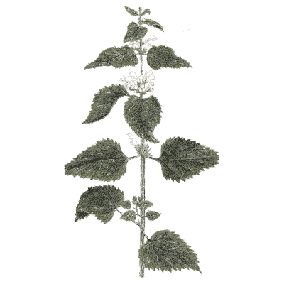White dead-nettle - A Curious Herbal - 1737