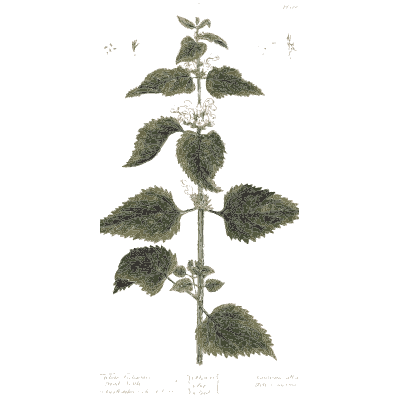 White horehound - A Curious Herbal - 1737