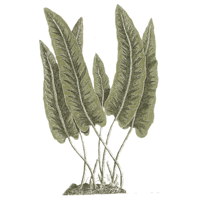 Strap-leaved fern - A Curious Herbal - 1737