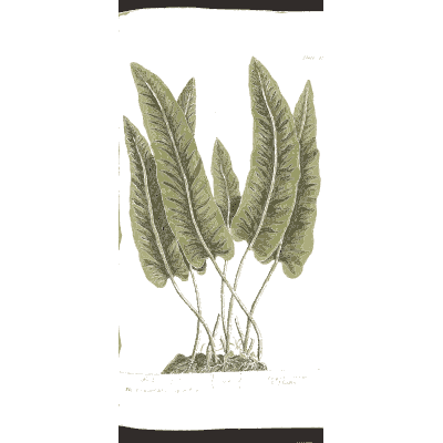 Hart's tongue fern - A Curious Herbal - 1737