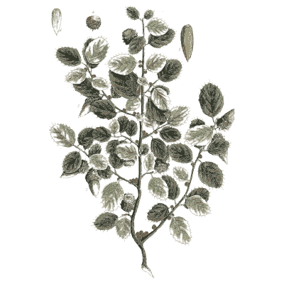 Round-leaved shrub branch - A Curious Herbal - 1737