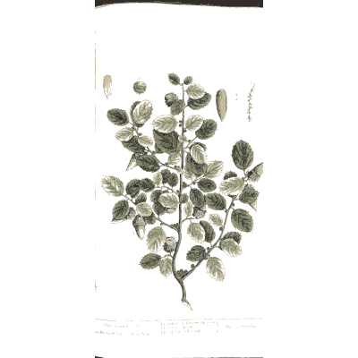 Small-leaved shrub with pods 02 - A Curious Herbal - 1737