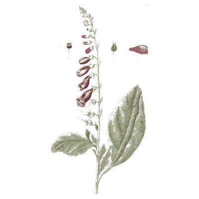 Foxglove 03 - A Curious Herbal - 1737