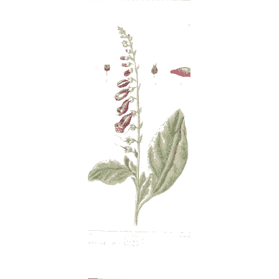 Foxglove 02 - A Curious Herbal - 1737