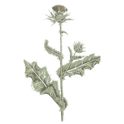 Thistle - A Curious Herbal - 1737