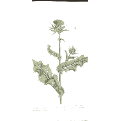 Milk thistle - A Curious Herbal - 1737