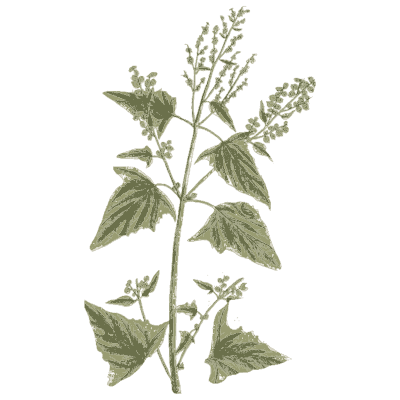 Goosefoot 02 - A Curious Herbal - 1737