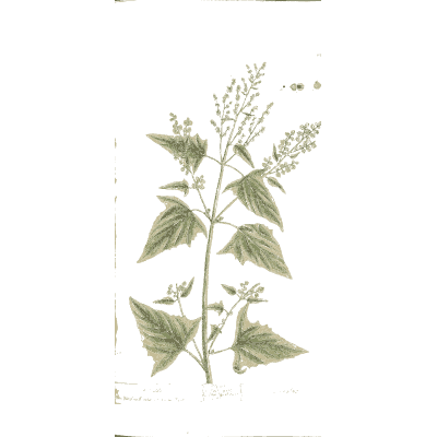 Orache - A Curious Herbal - 1737