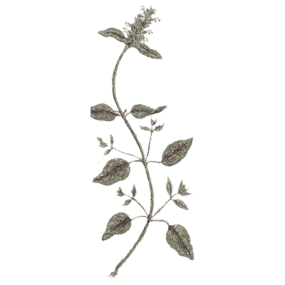 Trailing vine stem - A Curious Herbal - 1737