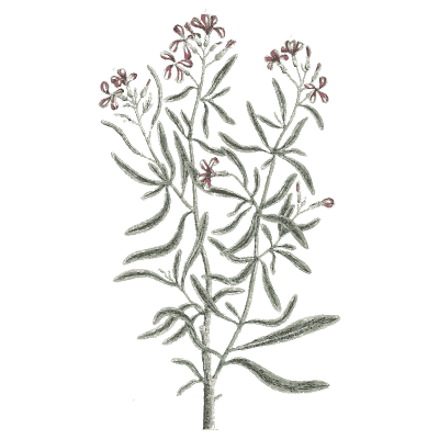 Soapwort 03 - A Curious Herbal - 1737