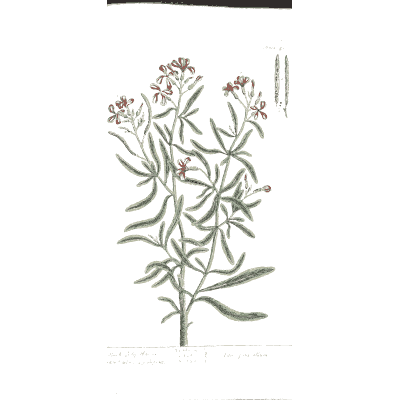 Narrow-leaved herb with red flowers - A Curious Herbal - 1737