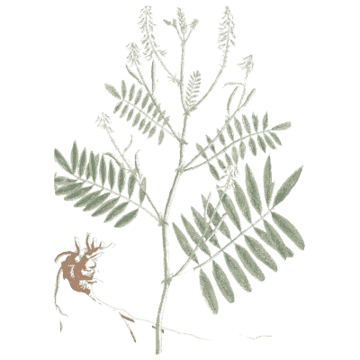 Liquorice - A Curious Herbal - 1737
