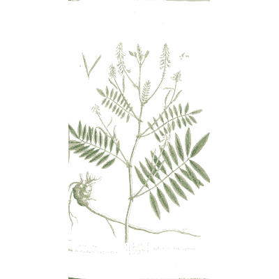 Liquorice with root - A Curious Herbal - 1737