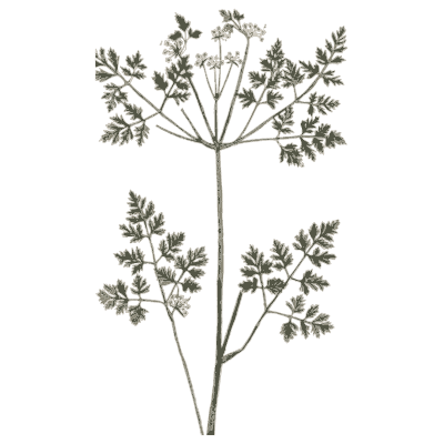 Parsley family umbellifer - A Curious Herbal - 1737