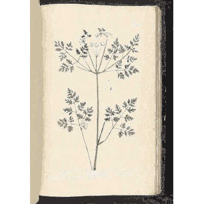 Chervil - A Curious Herbal - 1737