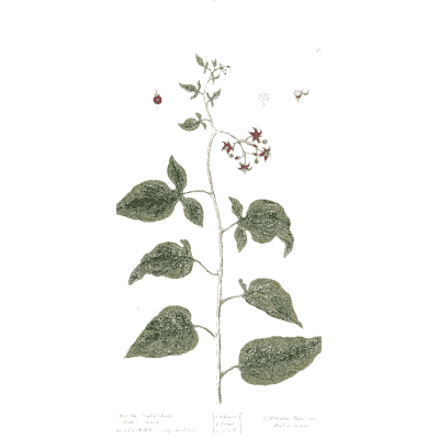 Flowering herb with heart-shaped leaves - A Curious Herbal - 1737