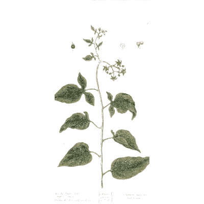 Nightshade with berries 02 - A Curious Herbal - 1737