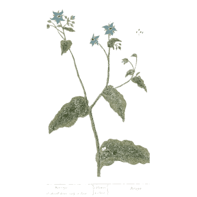 Borage 03 - A Curious Herbal - 1737