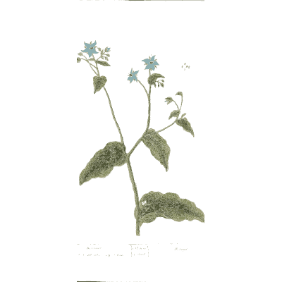 Borage 02 - A Curious Herbal - 1737
