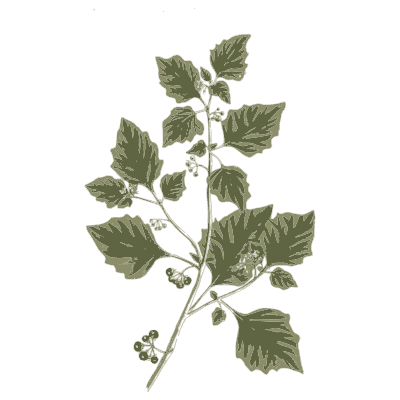 Climbing plant with berries - A Curious Herbal - 1737