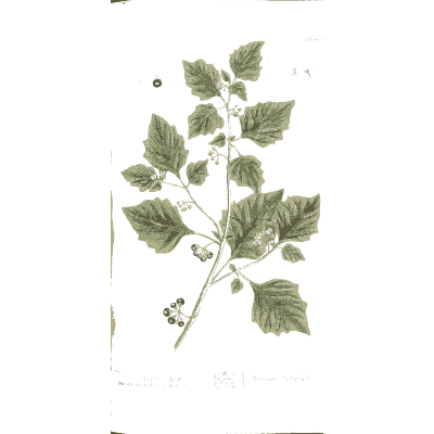 Black nightshade - A Curious Herbal - 1737