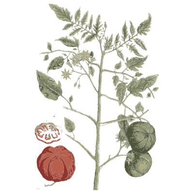 Tomato plant - A Curious Herbal - 1737