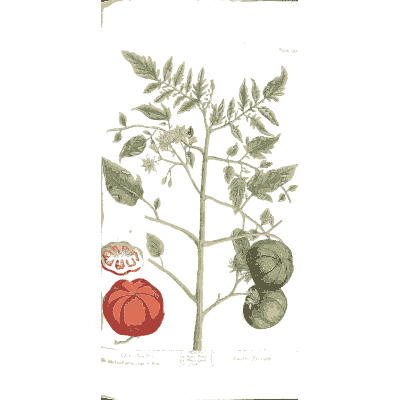 Tomato plant with fruit - A Curious Herbal - 1737
