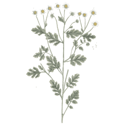 Feverfew 02 - A Curious Herbal - 1737