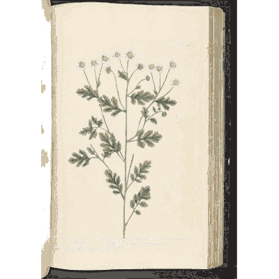 Feverfew 01 - A Curious Herbal - 1737