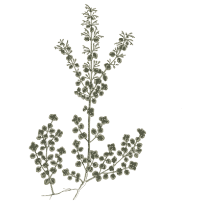 Lady's mantle spike - A Curious Herbal - 1737