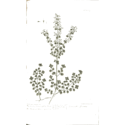 Small-leaved shrub spray 02 - A Curious Herbal - 1737