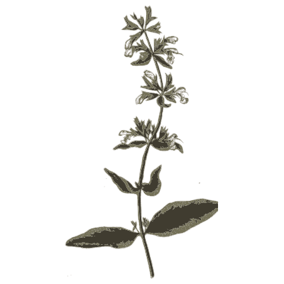 Flowering stem - A Curious Herbal - 1737