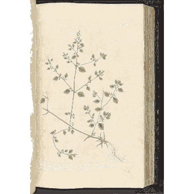 Small herb with sparse leaves - A Curious Herbal - 1737