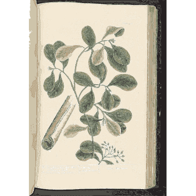 Cassia branch with pod - A Curious Herbal - 1737