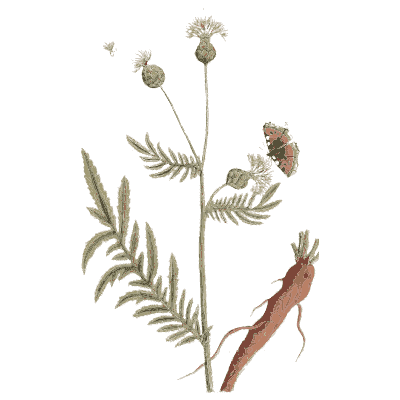 Thistle-like herb with root - A Curious Herbal - 1737