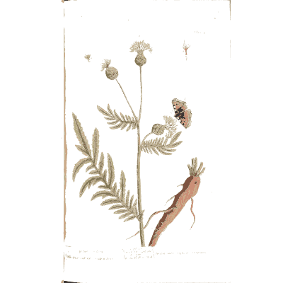 Carrot - A Curious Herbal - 1737