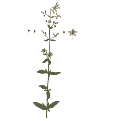 Upright herb with paired leaves - A Curious Herbal - 1737