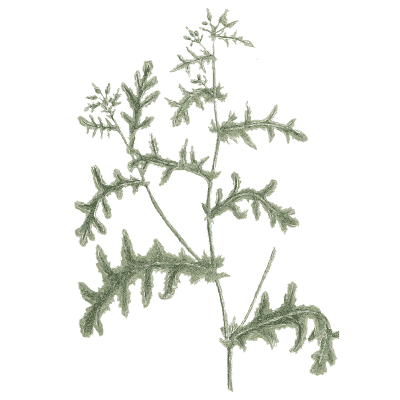 Thistle leaved herb - A Curious Herbal - 1737
