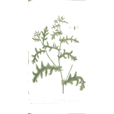 Wormwood - A Curious Herbal - 1737