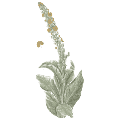 Mullein - A Curious Herbal - 1737