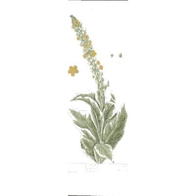 Great mullein 02 - A Curious Herbal - 1737