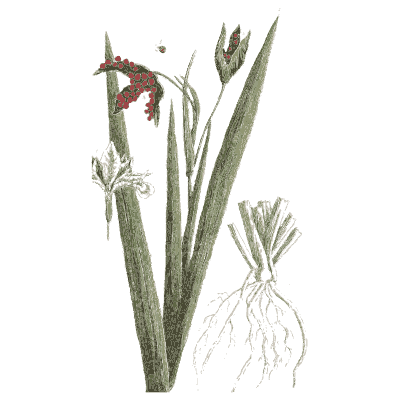 Iris with root - A Curious Herbal - 1737