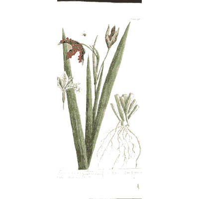 Grassy herb with red flower and root - A Curious Herbal - 1737