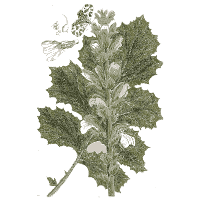 Acanthus - A Curious Herbal - 1737