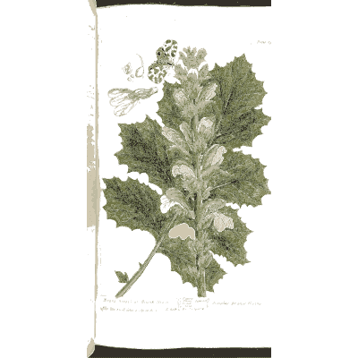 Bear's breech - A Curious Herbal - 1737