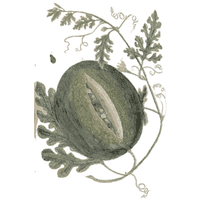 Melon vine with fruit - A Curious Herbal - 1737