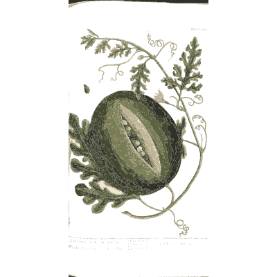 Watermelon with vine - A Curious Herbal - 1737