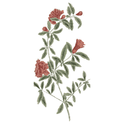 Pomegranate in flower - A Curious Herbal - 1737